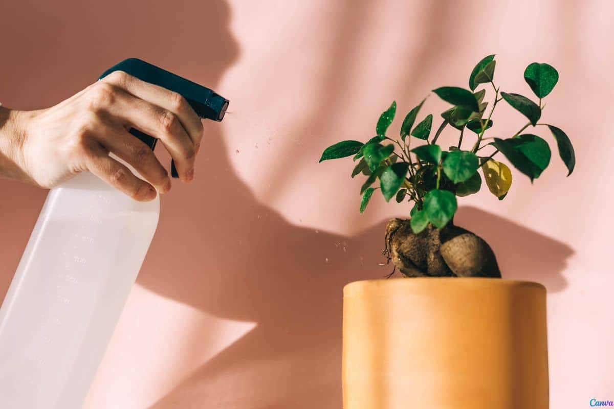 Ficus microcarpa: como cultivar e moldar como bonsai