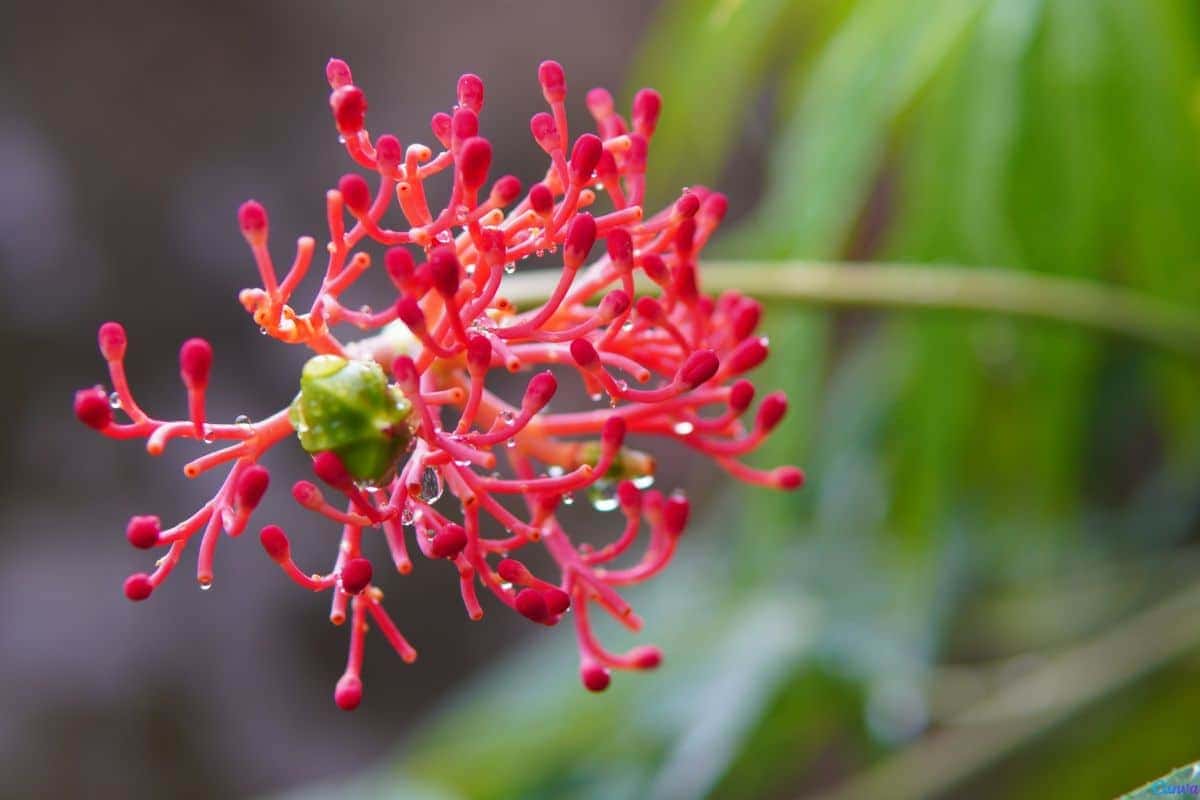 Flor de coral para que serve usos e benefícios surpreendentes