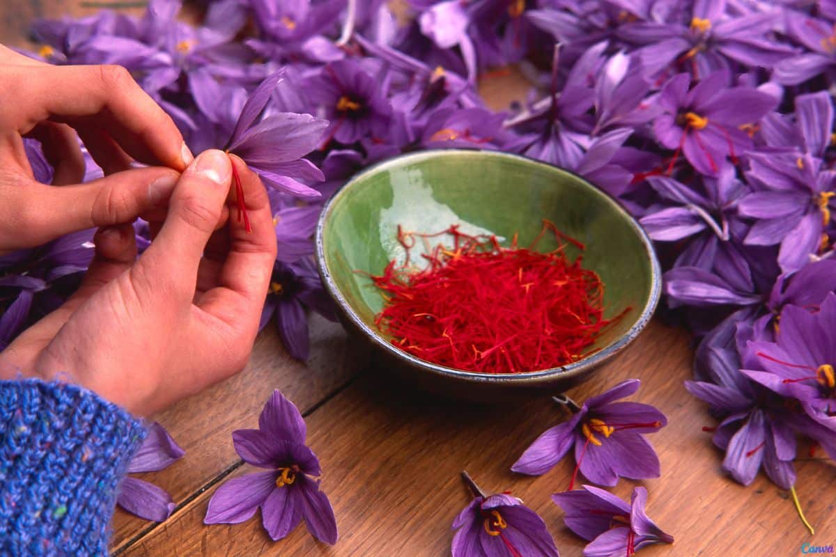 Flor-de-curcuma-como-cuidar-dicas-para-ter-flores-lindas