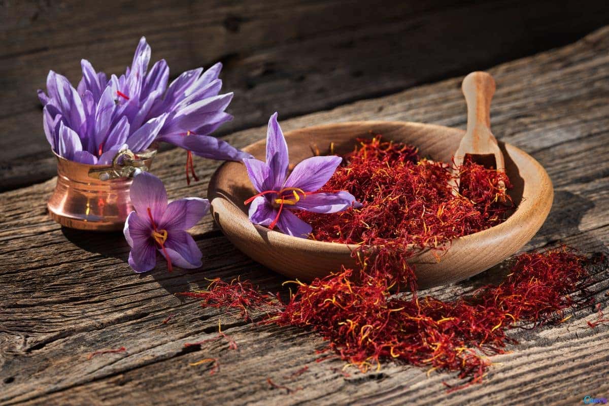 Flor-de-curcuma-como-cuidar-dicas-para-ter-flores-lindas