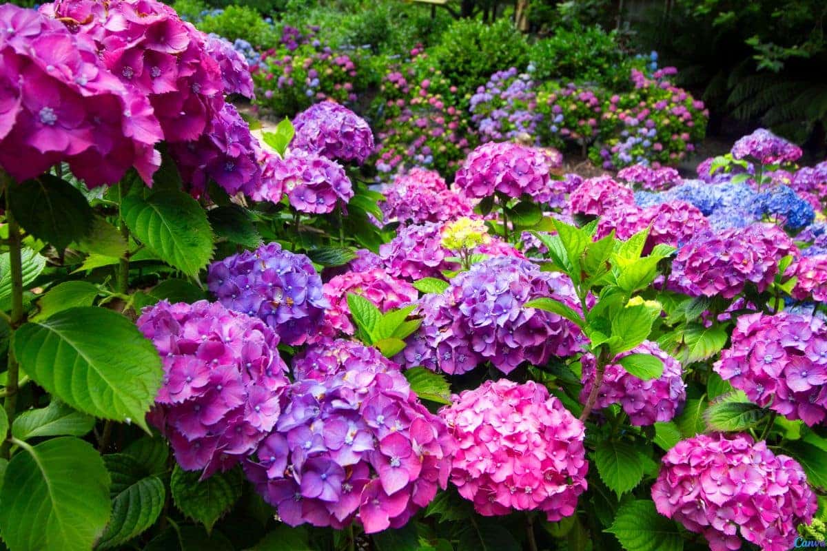 Hortênsia: como plantar e fazer florescer em casa