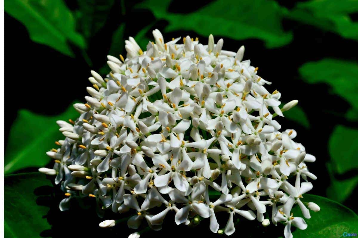 Ixora é venenosa? Saiba antes de plantar no jardim