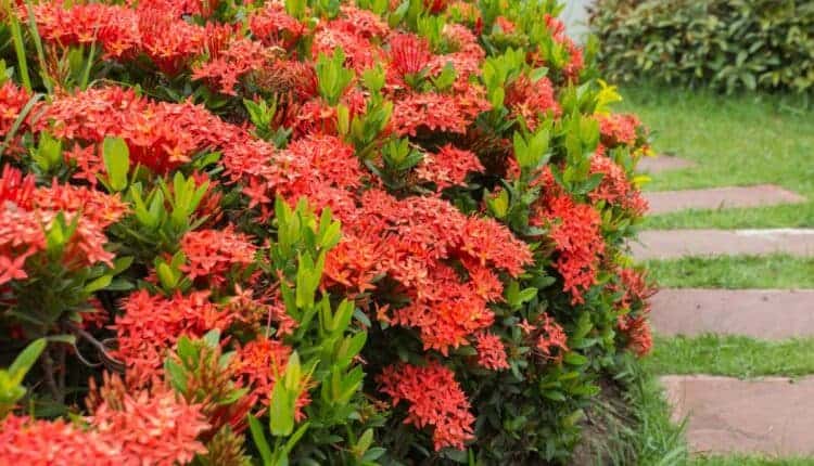 Ixora é venenosa? Saiba antes de plantar no jardim