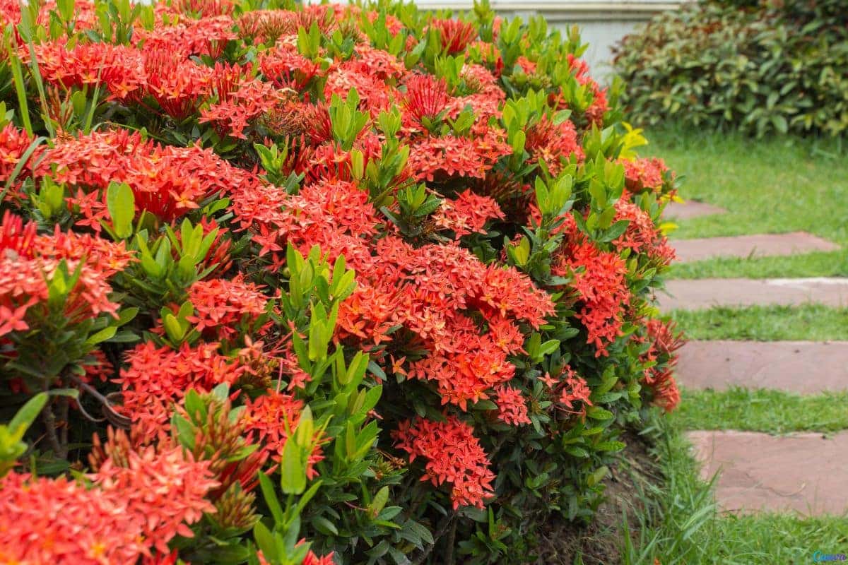Ixora é venenosa? Saiba antes de plantar no jardim
