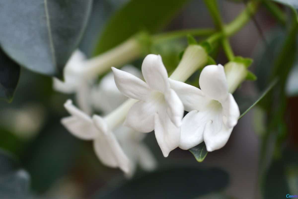 Jasmim de madagascar pergolado: como plantar e deixar florido