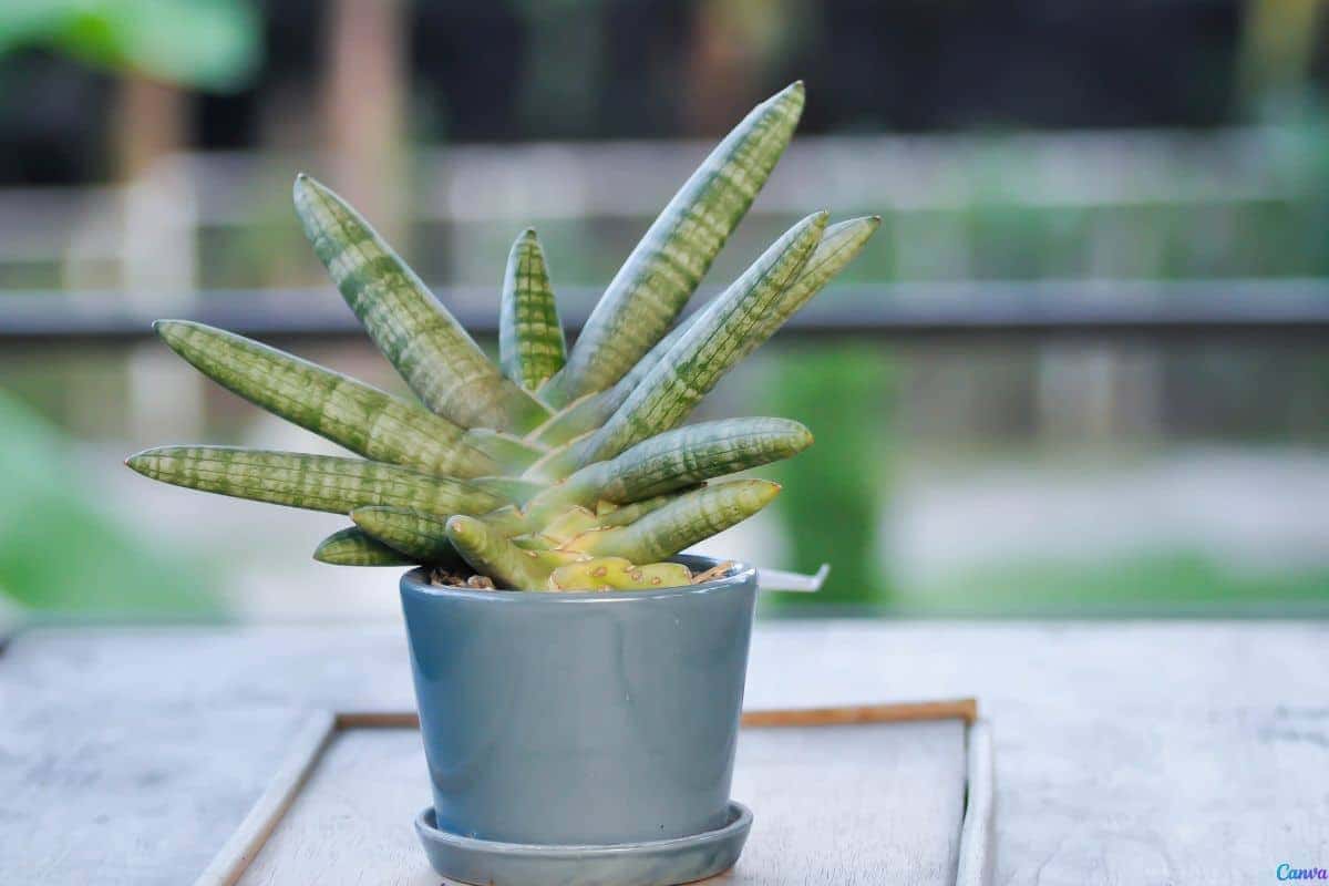 Lança de Ogum: Significado e Cuidados no Jardim