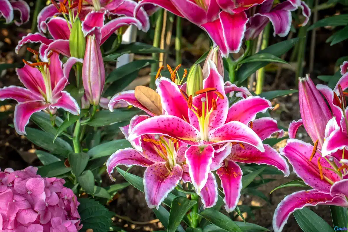 Lírio rosa como cuidar: dicas simples para flores sempre vibrantes