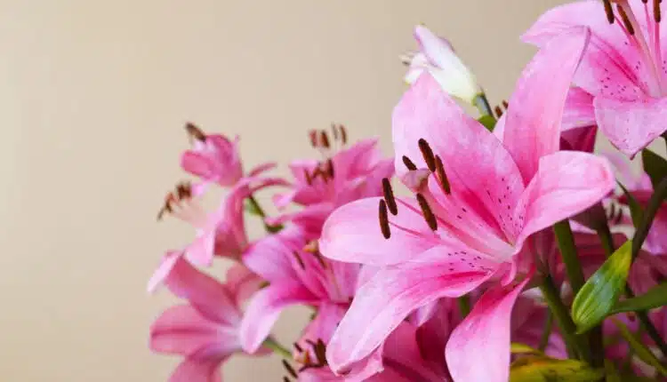 Lírio rosa como cuidar: dicas simples para flores sempre vibrantes