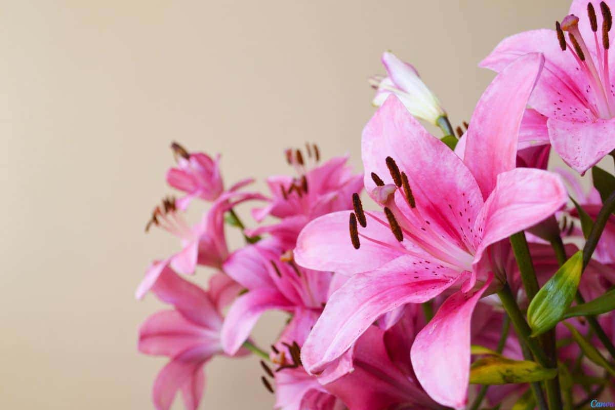 Lírio rosa como cuidar: dicas simples para flores sempre vibrantes
