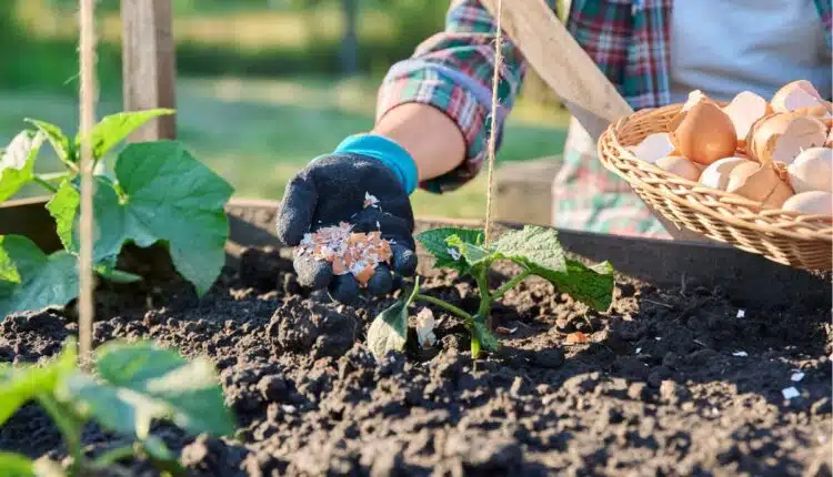 O truque com casca de ovo que melhora o solo das plantas em casa