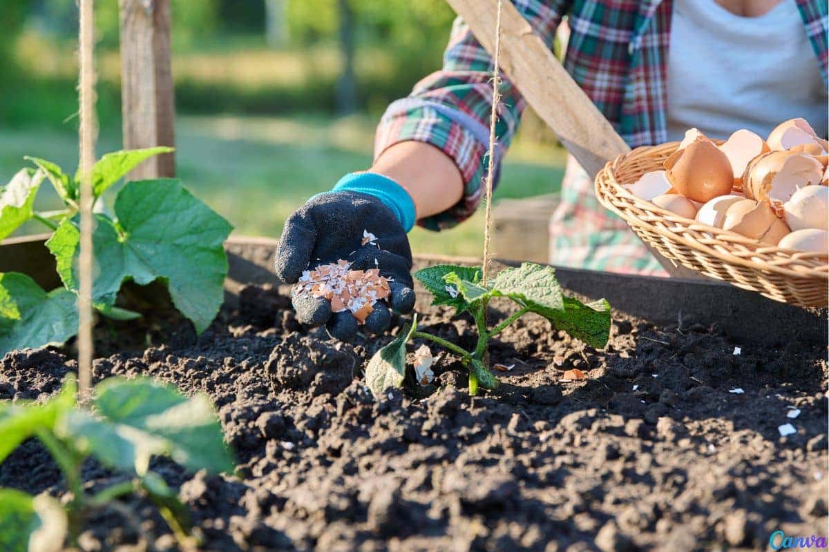O truque com casca de ovo que melhora o solo das plantas em casa