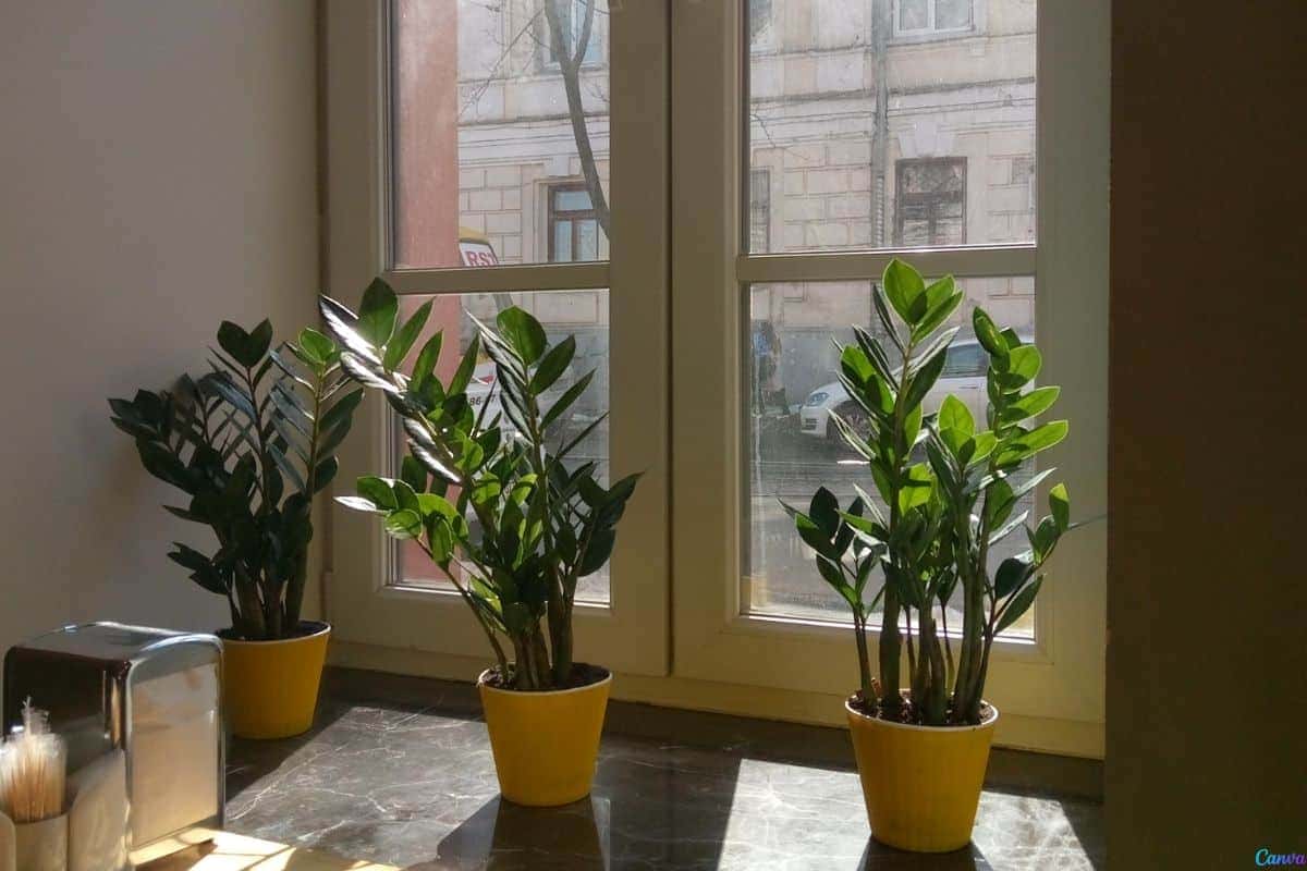 Zamioculca na porta de entrada: benefícios e dicas de posicionamento