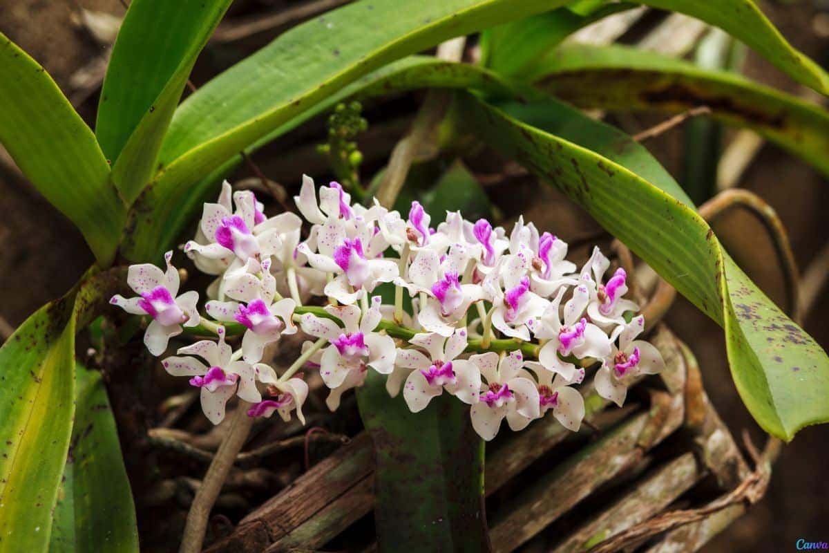 Orquídeas em troncos secos: como fazer o arranjo perfeito