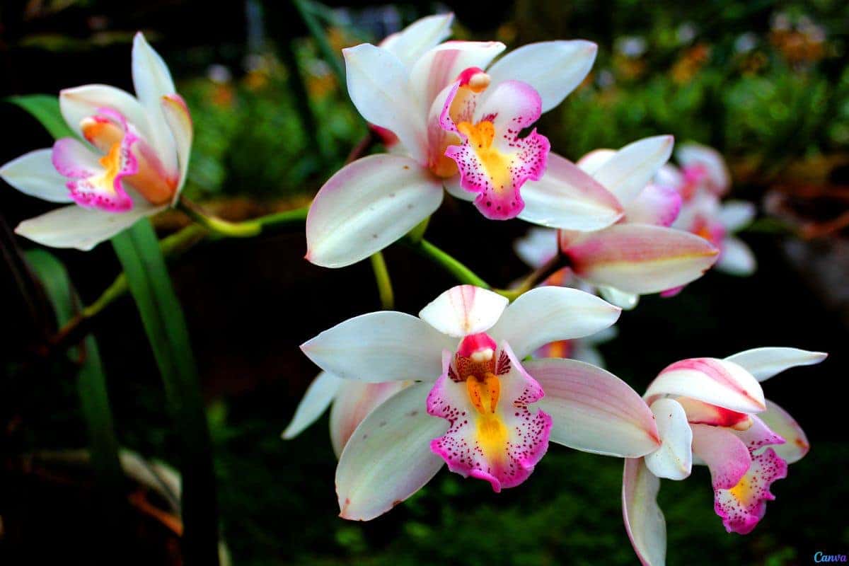 Orquídeas no tronco: cuidados para florescer com saúde