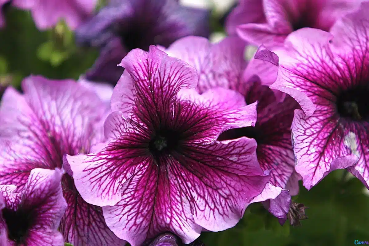 Petúnia mexicana: como plantar e fazer florescer o ano todo Petúnia mexicana: como plantar e fazer florescer o ano todo