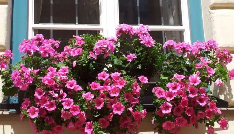 Petúnia mexicana: como plantar e fazer florescer o ano todo Petúnia mexicana: como plantar e fazer florescer o ano todo