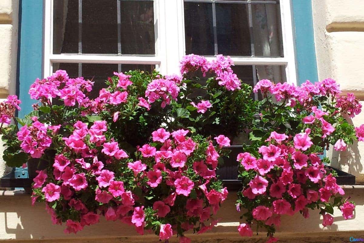 Petúnia mexicana: como plantar e fazer florescer o ano todo Petúnia mexicana: como plantar e fazer florescer o ano todo