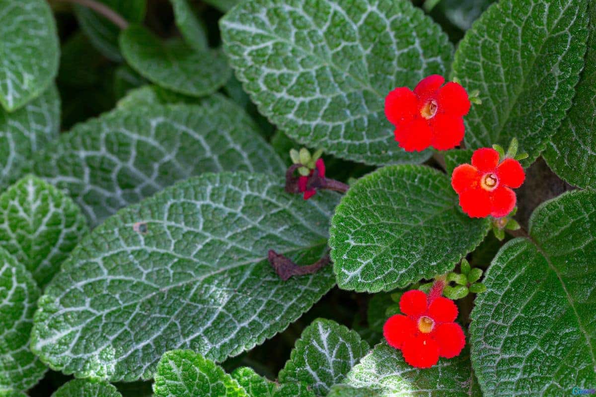 Planta Tapete de Rainha Como Usar na Decoração do Jardim
