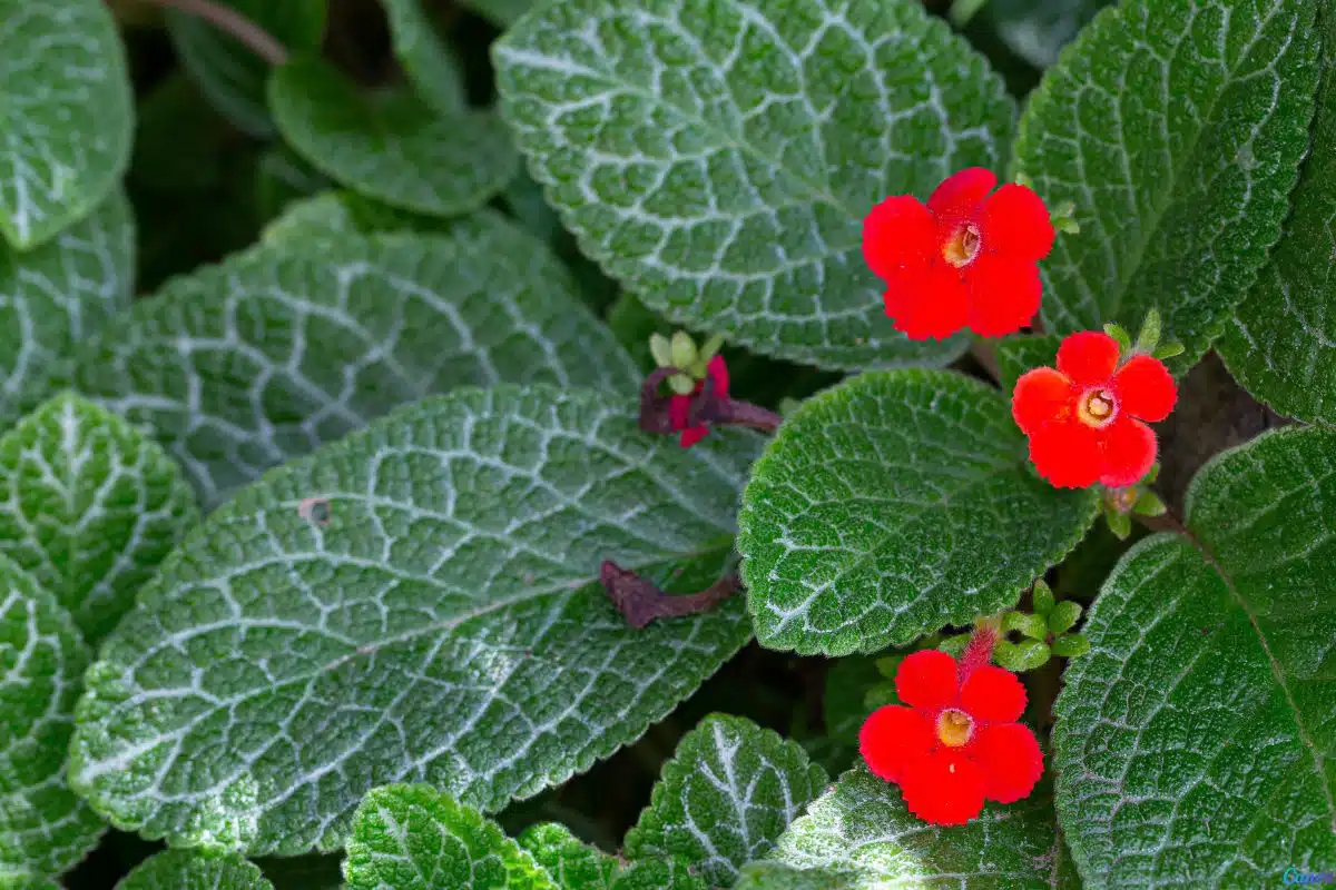 Planta Tapete de Rainha Como Usar na Decoração do Jardim