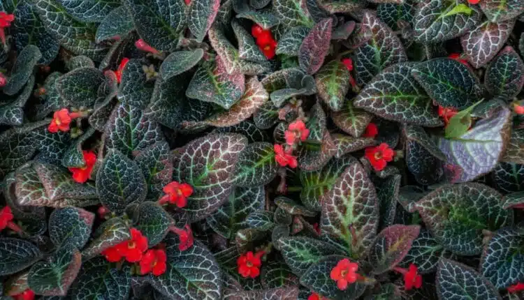 Planta Tapete de Rainha Como Usar na Decoração do Jardim