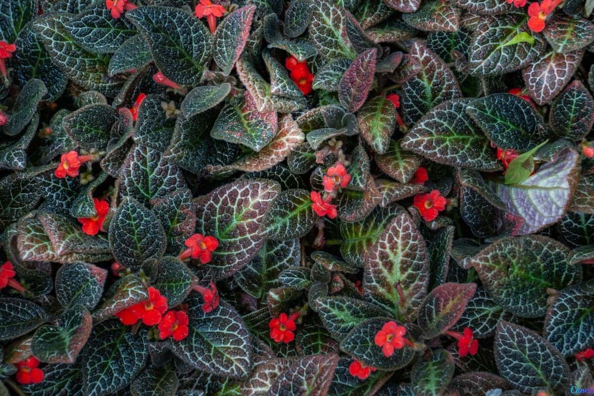 Planta Tapete de Rainha Como Usar na Decoração do Jardim