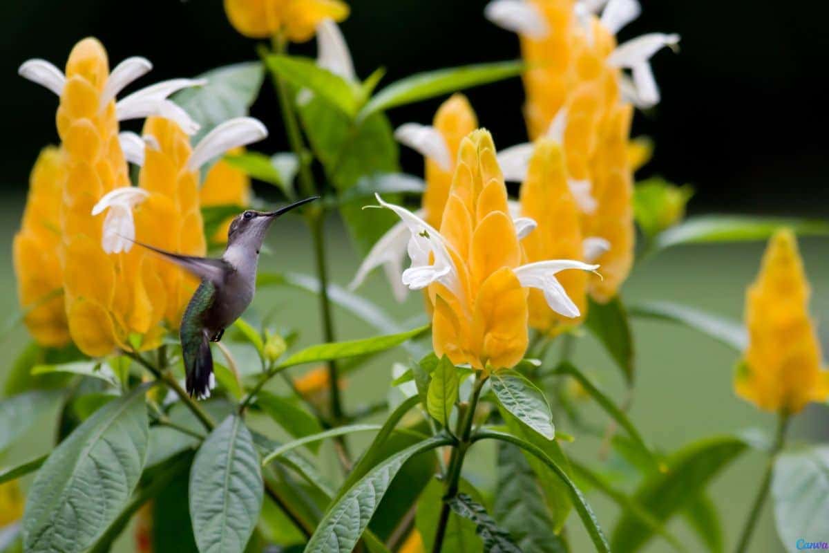 Planta camarão amarelo: como cuidar e manter sempre florida