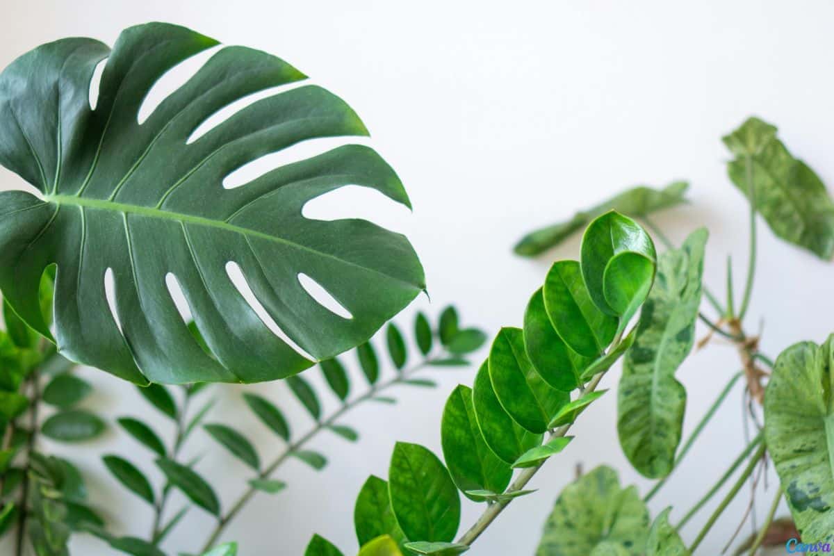 Plantas ideais para quem não tem tempo de cuidar mas quer a casa mais verde