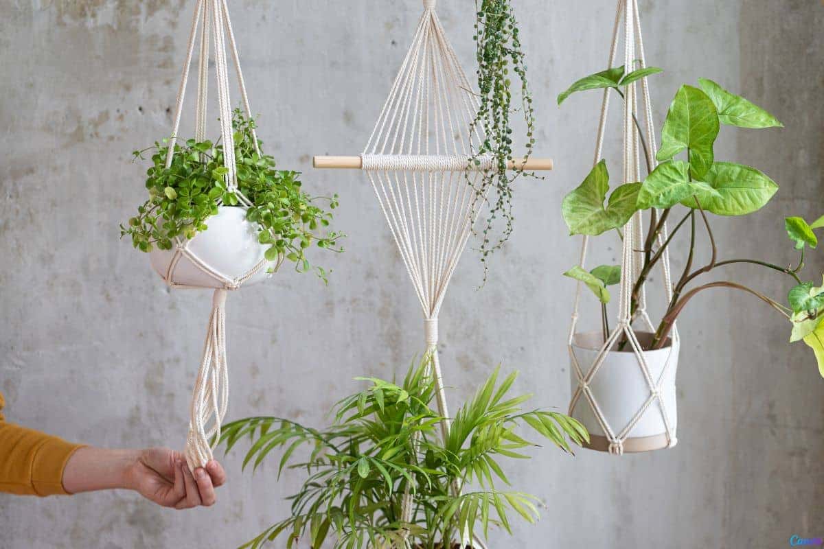 Plantas pendentes de sombra: ideias para um ambiente verde sem sol