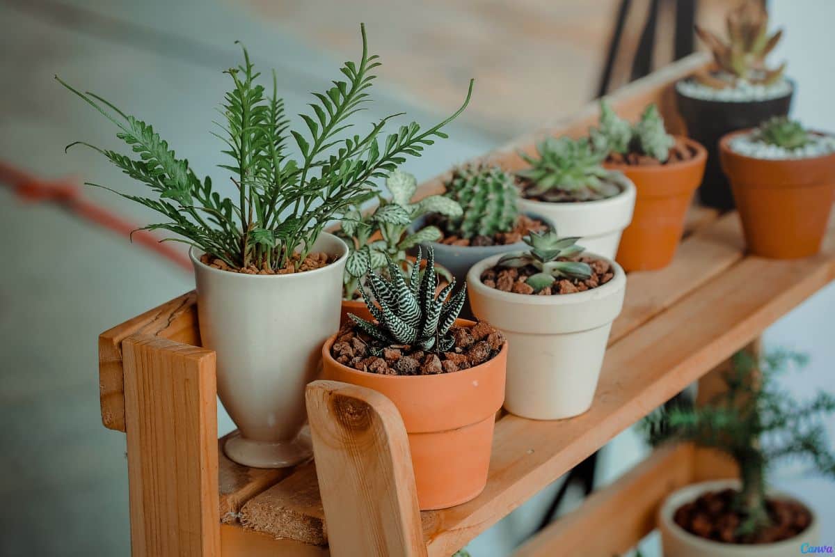 Plantas resistentes ao sol para vasos: espécies que aguentam calor extremo
