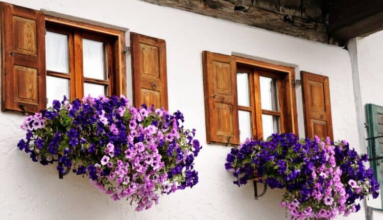 Plantas resistentes ao sol para vasos: espécies que aguentam calor extremo