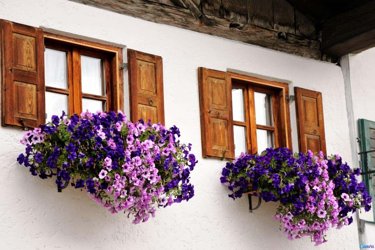 Plantas resistentes ao sol para vasos: espécies que aguentam calor extremo
