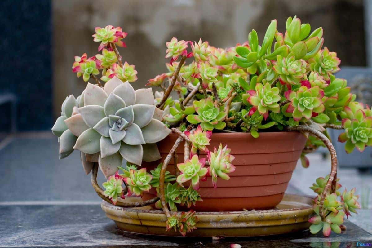 Suculentas de sombra: espécies perfeitas para ambientes internos