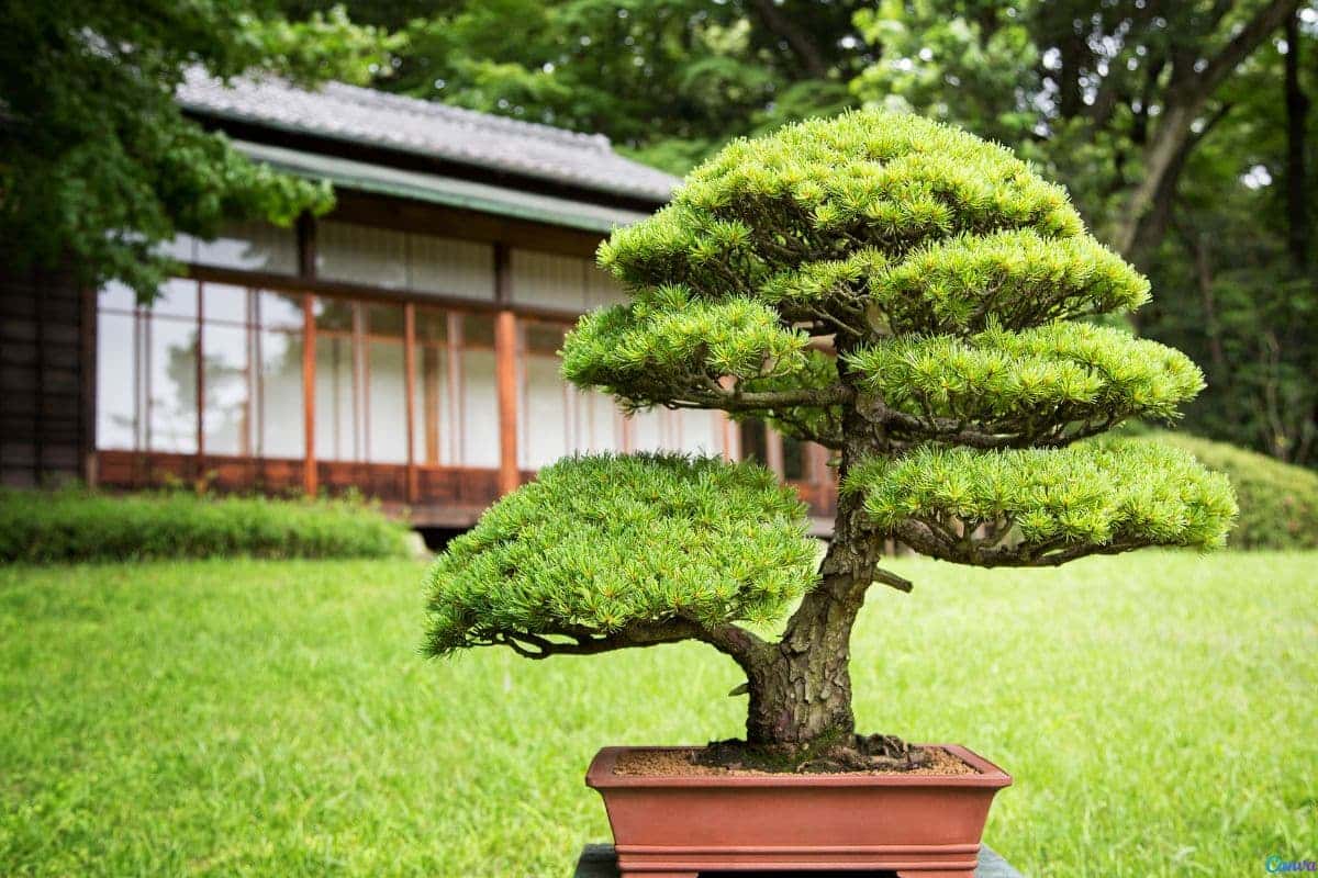 Tipos de pinheiro para jardim: escolha o ideal para seu espaço