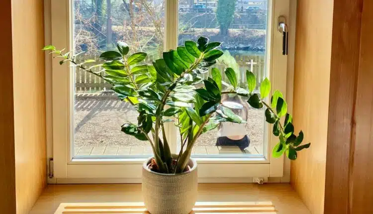 Zamioculca na água: Truques para cultivar e decorar ao mesmo tempo