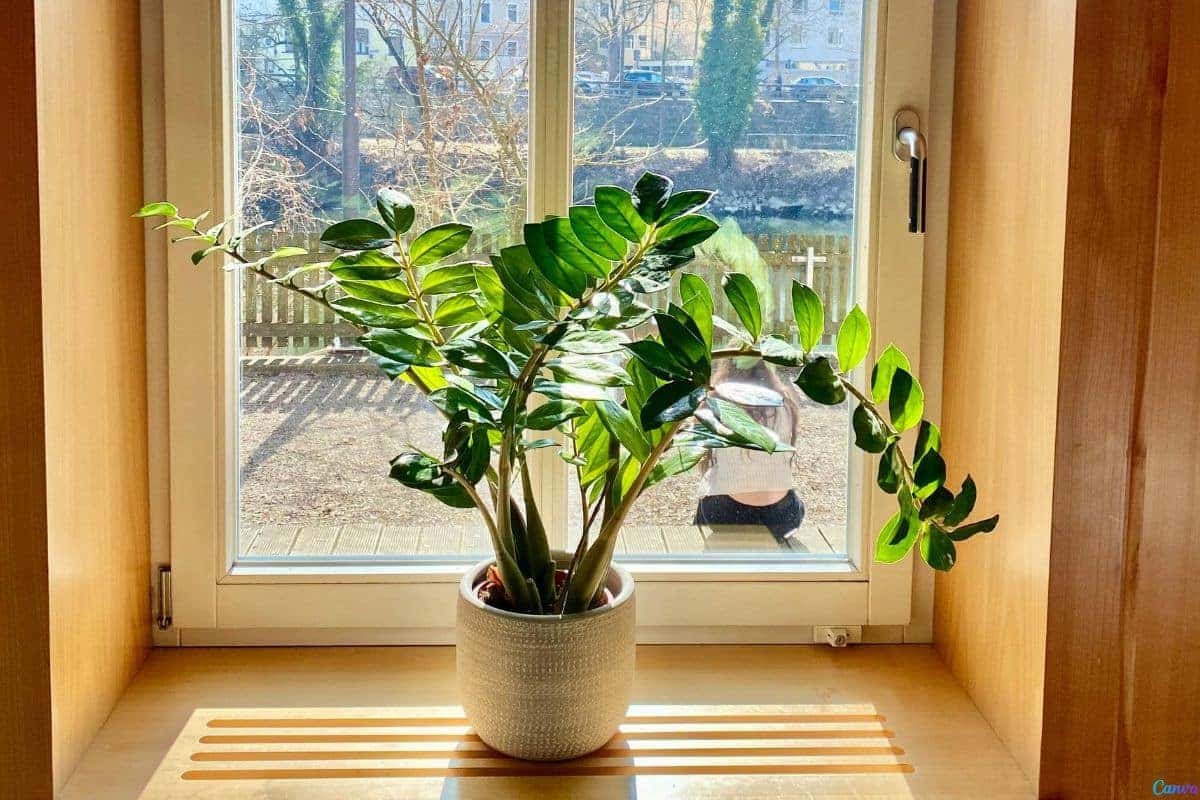 Zamioculca na água: Truques para cultivar e decorar ao mesmo tempo
