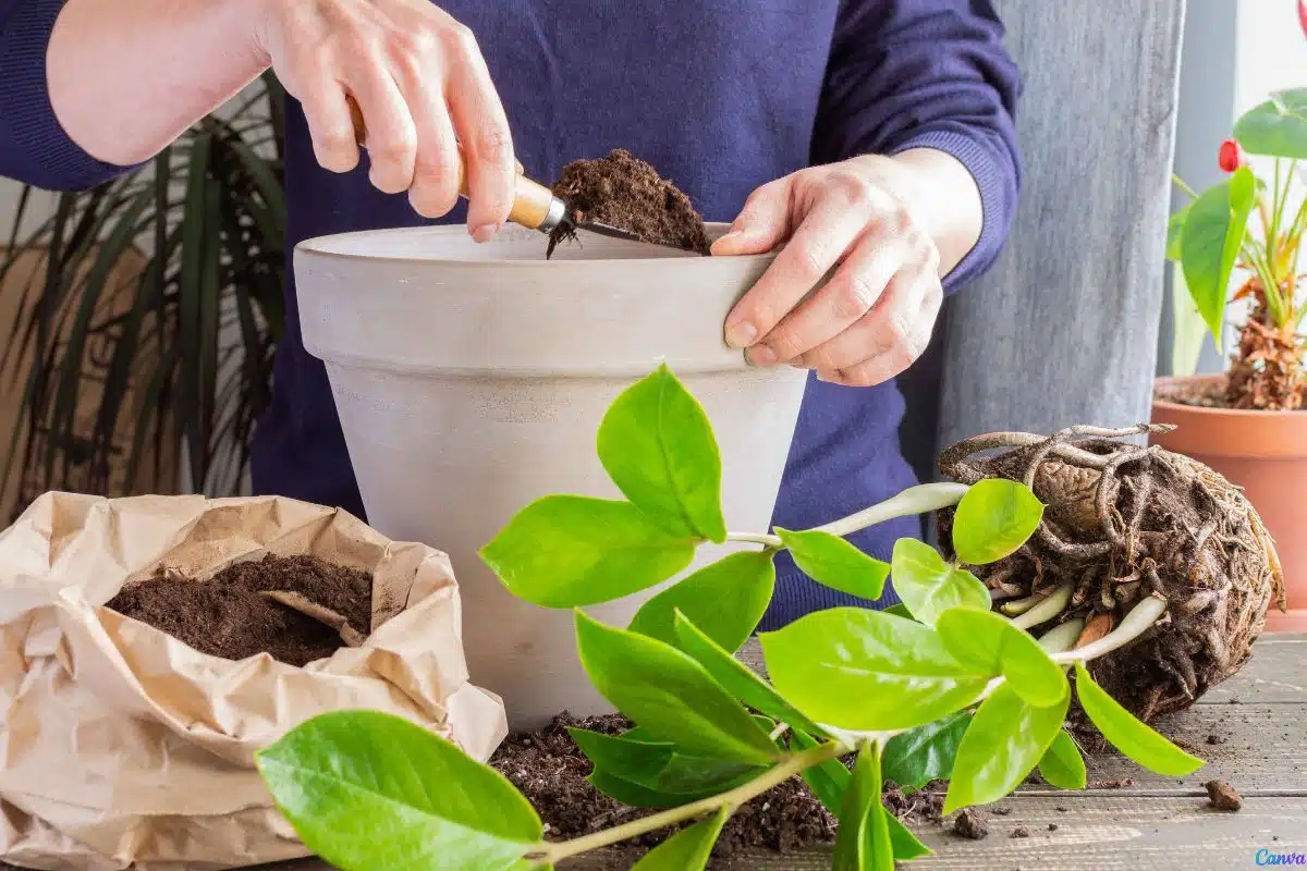Zamioculca na água: Truques para cultivar e decorar ao mesmo tempo