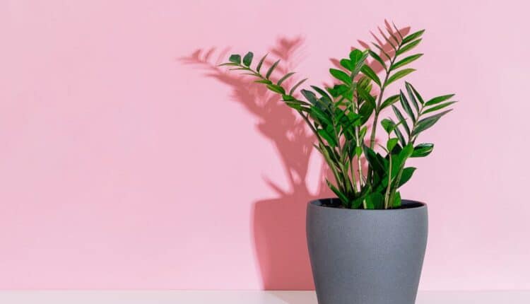 Zamioculca na sala: onde colocar para ter mais sorte e beleza