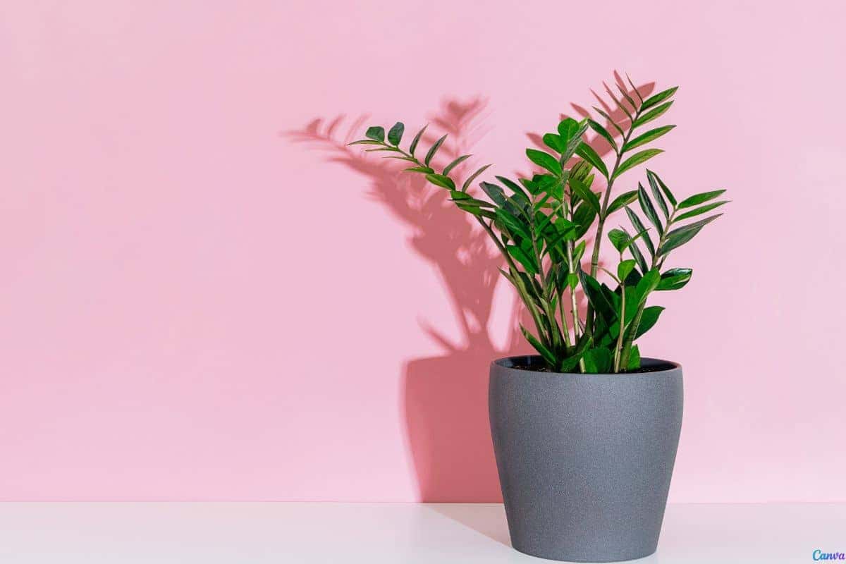 Zamioculca na sala: onde colocar para ter mais sorte e beleza