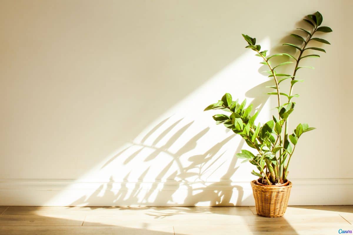 Zamioculca na sala: onde colocar para ter mais sorte e beleza