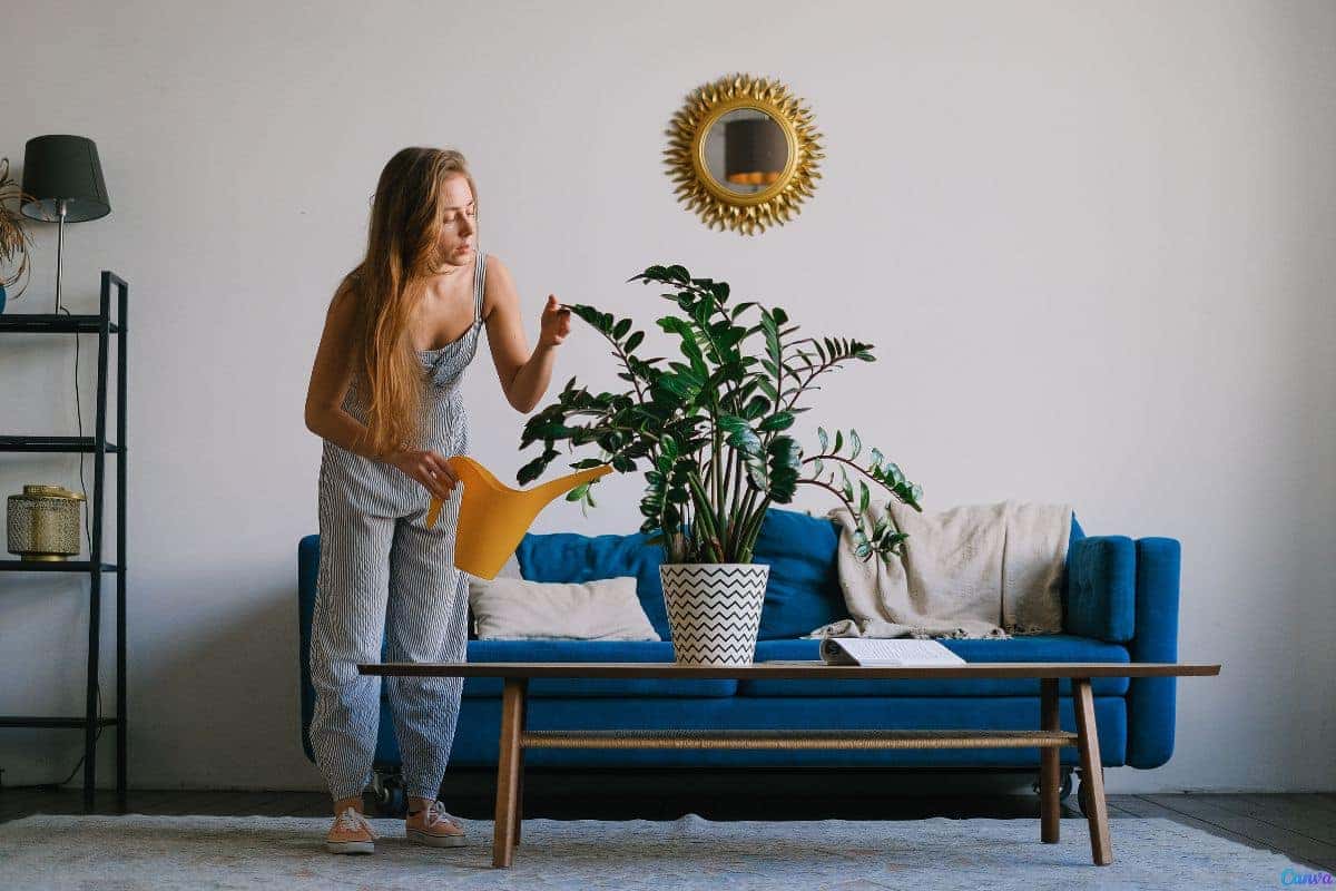 Zamioculca preta como cuidar e realçar a decoração