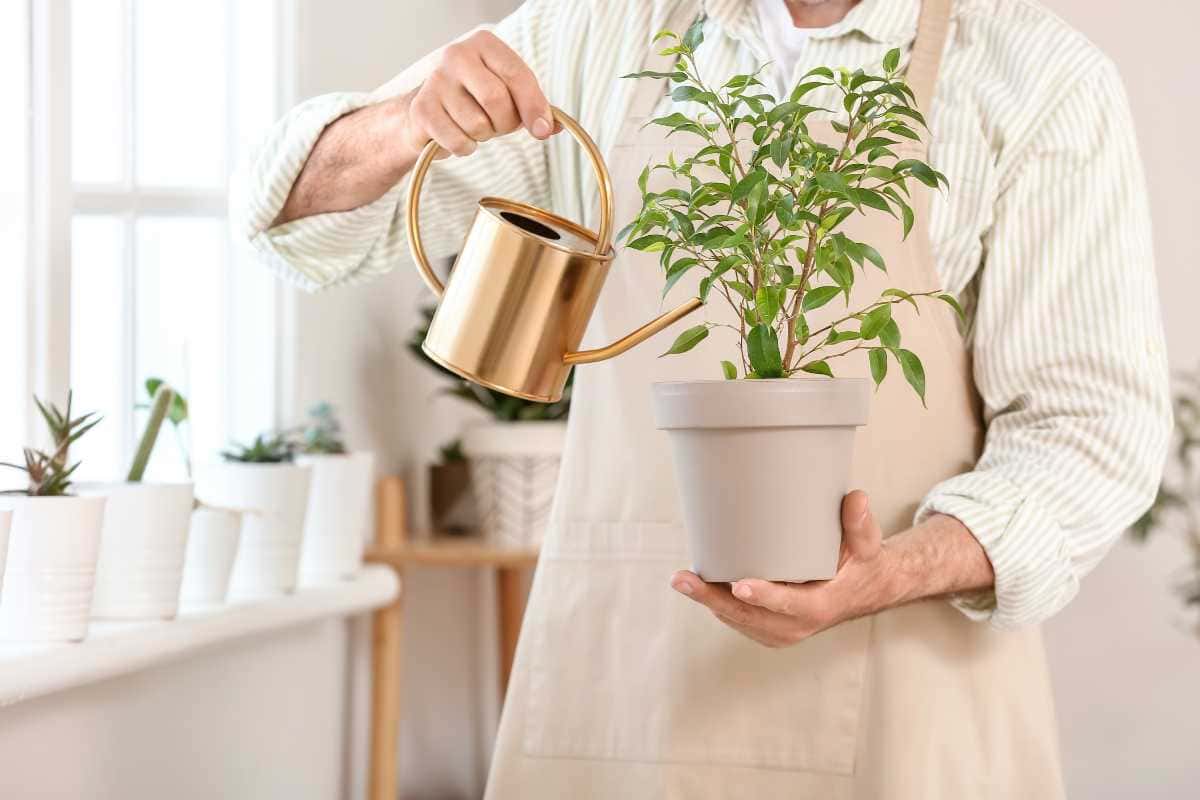 Práticas para Maximizar o Crescimento Saudável das Plantas