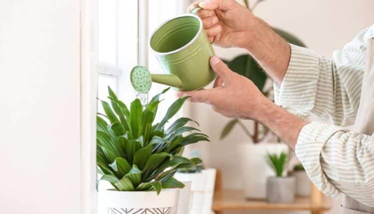 A melhor hora do dia para regar plantas e fazer elas crescerem mais saudáveis