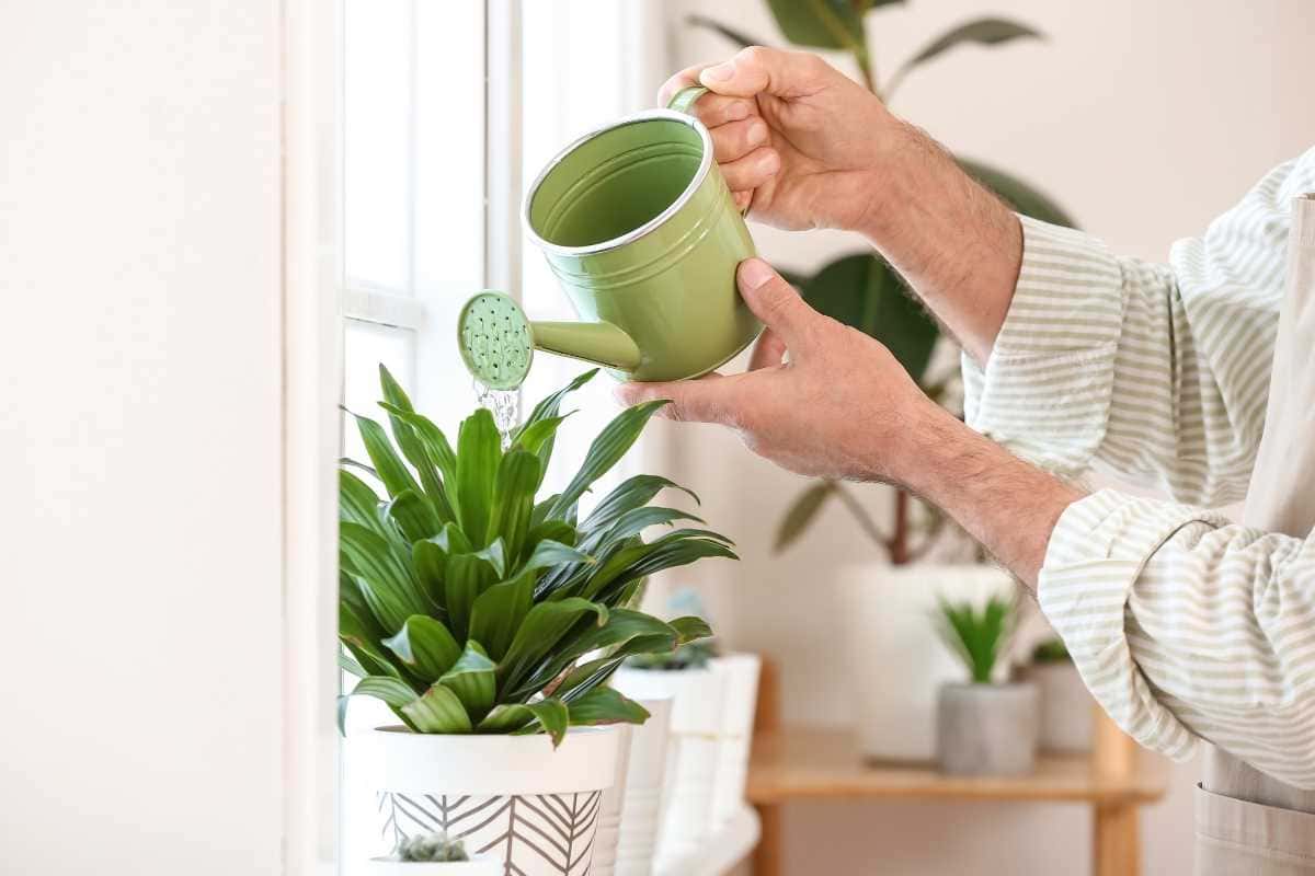 A melhor hora do dia para regar plantas e fazer elas crescerem mais saudáveis