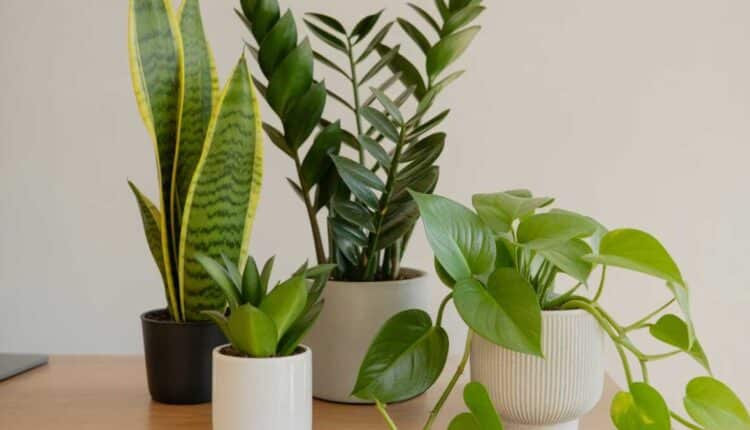 3 tipos de plantas resistentes para quem não tem tempo de cuidar: escolha prática e duradoura