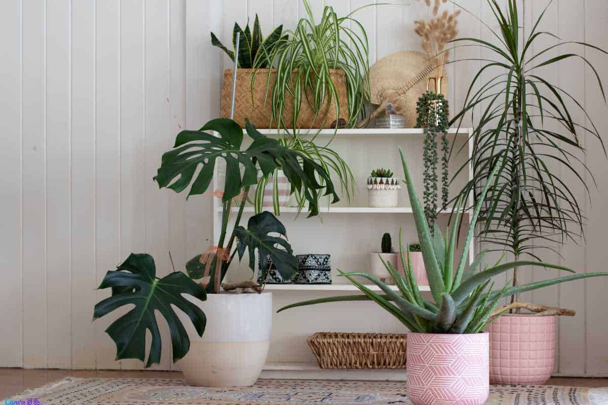 Ideias Práticas e Espécies Populares para Cultivo em Água