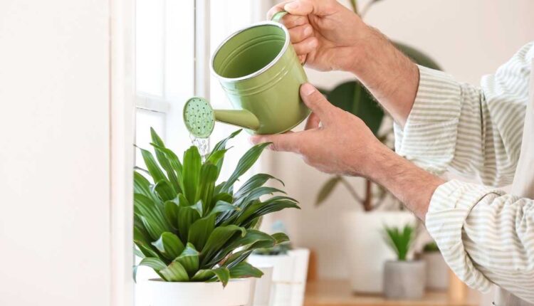 Truques fáceis para cultivar plantas em água dentro de casa