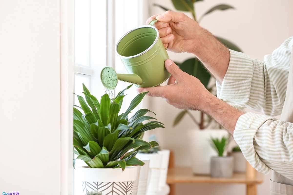 Truques fáceis para cultivar plantas em água dentro de casa