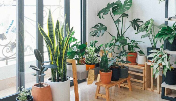 Como escolher a melhor planta para decorar varandas pequenas e ensolaradas