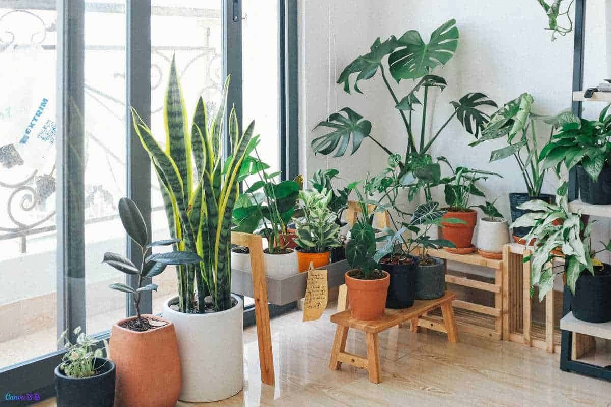Como escolher a melhor planta para decorar varandas pequenas e ensolaradas