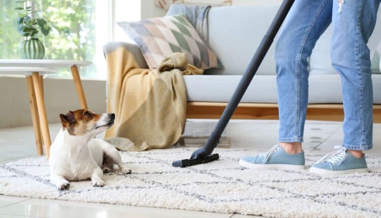 Como evitar que os tapetes fiquem com cheiro de cachorro em dias úmidos